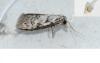 Nola confusalis